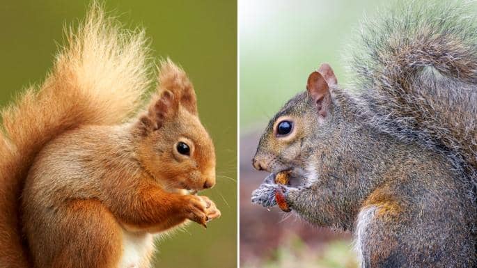 How to Stop Squirrels Digging up Your Flowers and Plants - HubPages