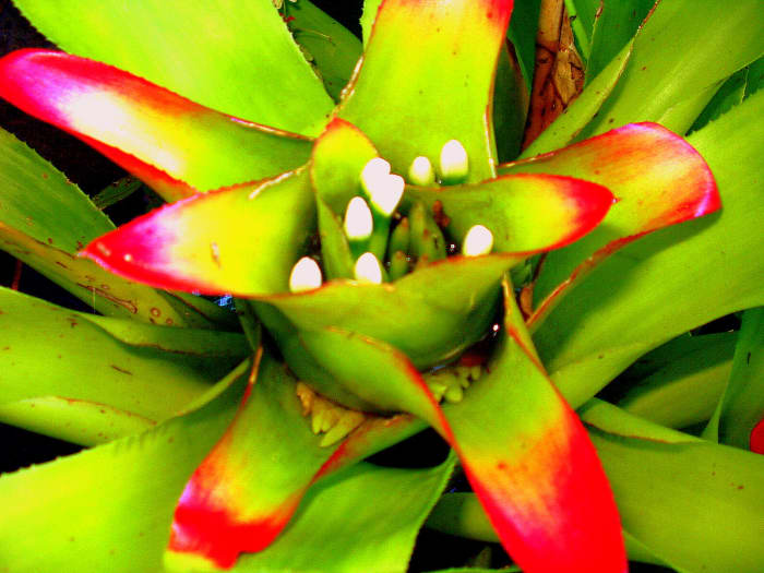 This is one of my favorites. Love the center of the Bromeliad flower here where it has small white bits in the middle