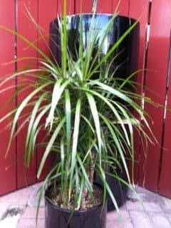 marginata dracaena