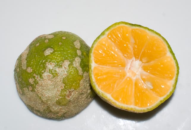 The Mandarin lime. It isn't much to look at on the outside, but its subtle flavors are what makes many dishes have a distinctive flavor in Costa Rica.
