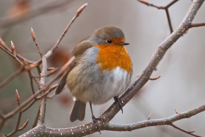 The English Robin that Stays all Winter