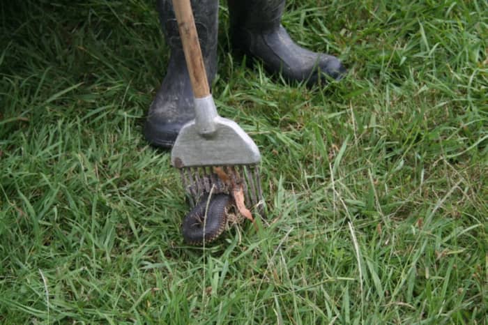 Lucky my neighbour was wearing his boots when he nearly stepped on this snake. He keeps his eel-spear close at hand during snake season, and carries it when walking in his yard.