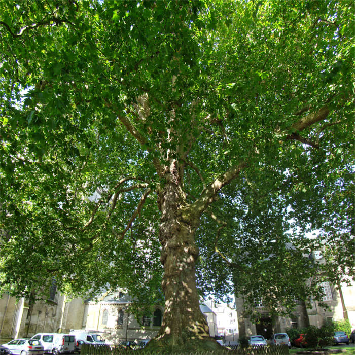 The 'Tree of Freedom' Plane Tree, planted in Normandy, France, in 1797