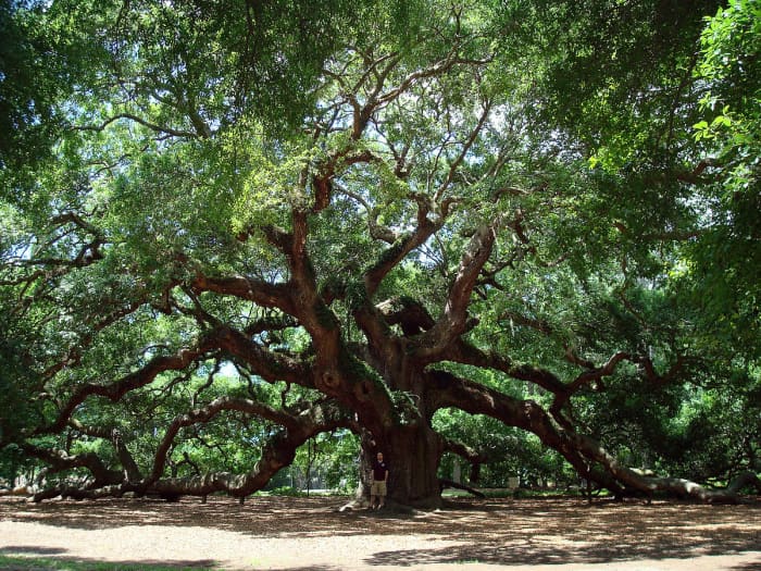 Famous 'Angel Oak', a 1,000 Year Old Live Oak in South Carolina, U.S.
