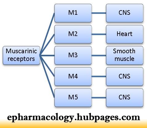 Individual Receptors: Cholinergic receptor, Adrenergic receptor ...