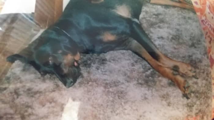 This is Moses, as you can imagine from this picture, he was never really the overly athletic jumping type!