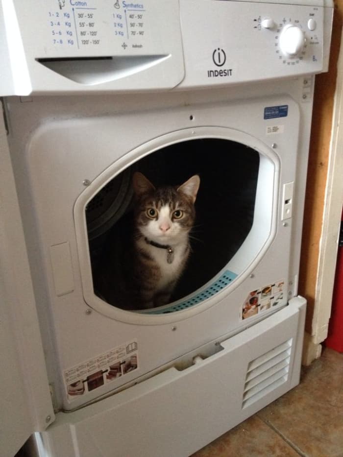 Cat in the Dryer Warning HubPages