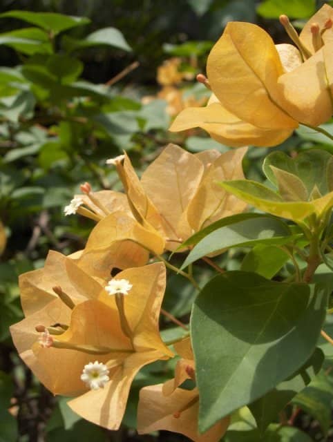A yellow shade.