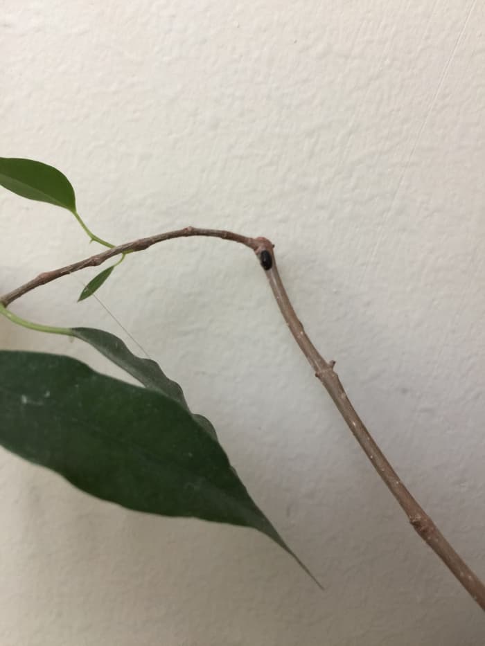 Close up of a large Hard Scale pest attached to the stem of a Ficus Benjamin. See the Dark oval shaped dot at the tip of the stem, in the center of image.