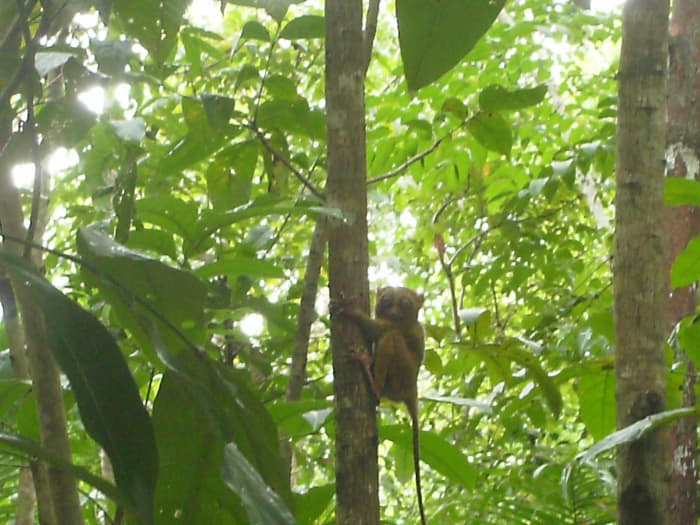 Tarsius Fraterculus, a specie of tarsier found in the island of Bohol, Philippines. Taken last February 26, 2012 in Philippine Tarsier Wildlife Sanctuary, Corella, Bohol. This is a 6-year old adult tarsier.