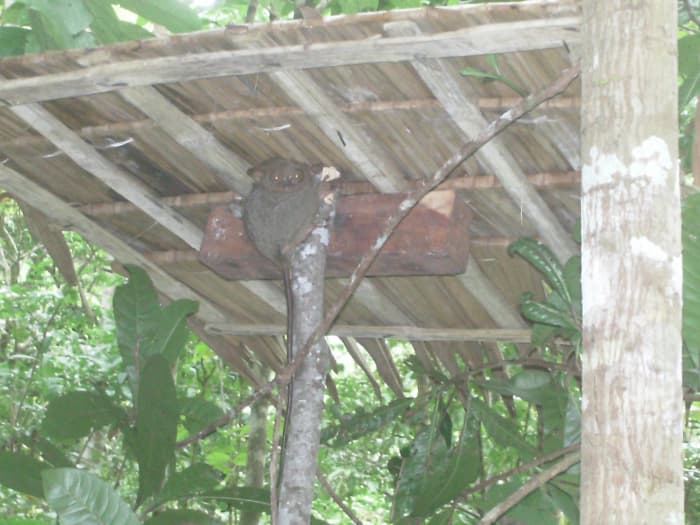 The small thatched roof made of nipa leaves was built to keep the tarsier dry during the rainy season. There are several of these structures strategically placed in the sanctuary where tourists are allowed.