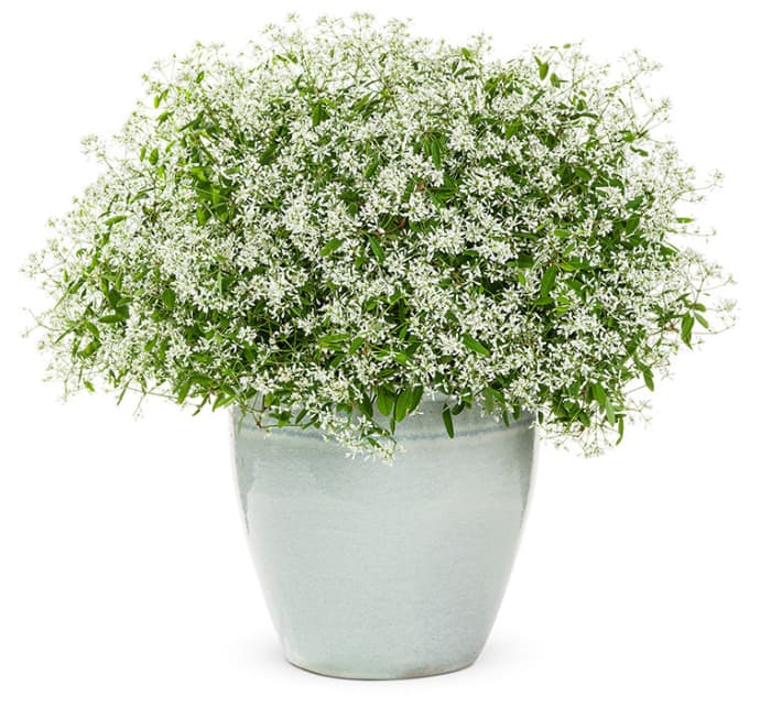 White and airy Diamond Delight™ Euphorbia is a cloud full of hundreds of tiny nonstop miniature flowers.