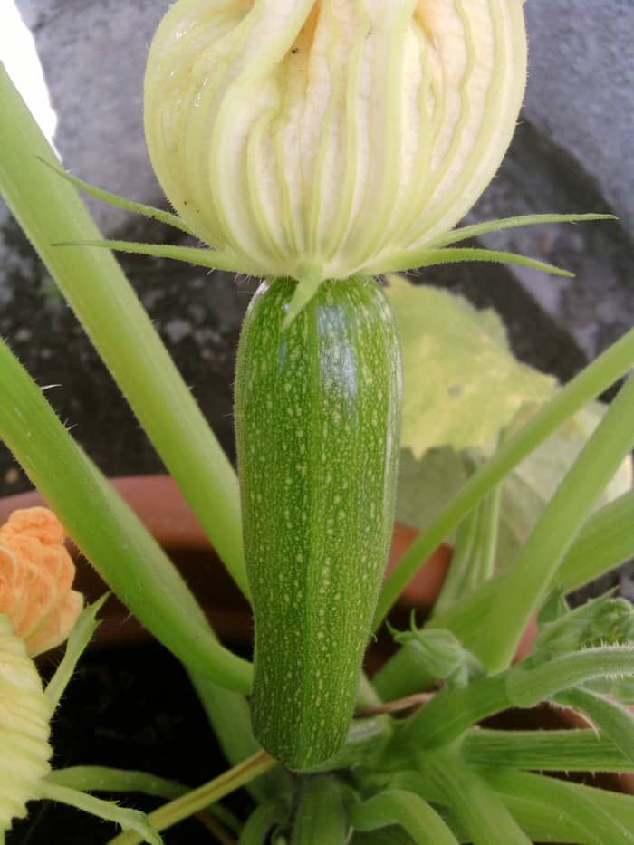 Mini zucchinis will start emerging from the plant and you can pick them whenever you want.