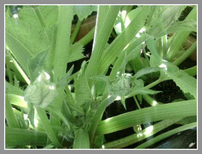 Once the buds begin to appear within a few weeks a flower will emerge from the bud. This is where the zucchini will grow out from.