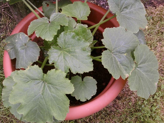 Once you transplant the zucchini seeds into patio pots, it will only be a matter of weeks before the plant starts to thrive.