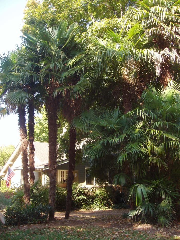 Long Island, NY is the home of this 45-year old patch of palms. They must cover them in winter to survive.