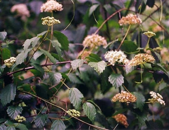 Arrow Wood Viburnum is a larval host plant. Its blooms are foraged by a variety of other pollinators.