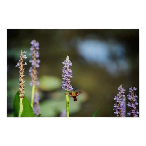 Pickerel weed is a versatile native plant that grows in wet areas. It is a favorite of many pollinators including hummingbirds, butterflies, bees and moths.