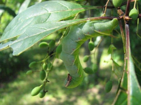 The caterpillar of a rustic Sphinx moth feeding on a native fringe tree. The frilly blooms appear in spring, and on female plants, are followed by olive-like fruit.
