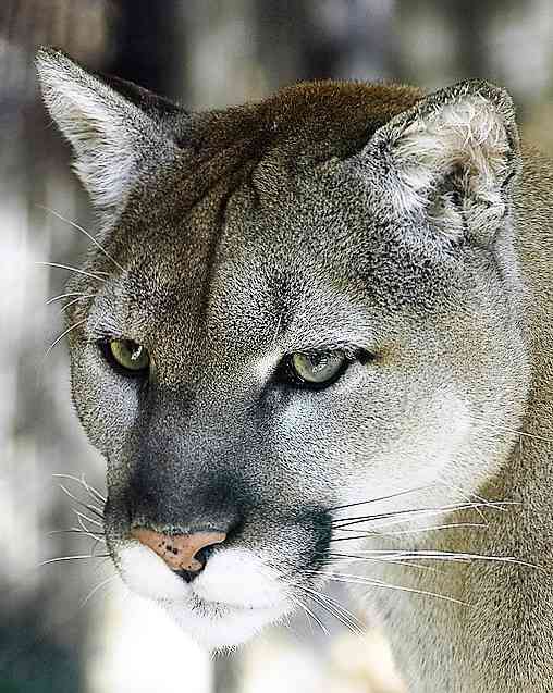 Cougars in the North, Sightings In Wisconsin. HubPages