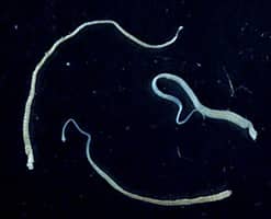 Tapeworm Symptoms, Treatment, And Prevention - HubPages