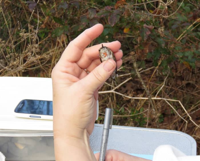 After banding, Linda shows of the red gorget pattern of this female rufous. You can often visually identify an individual in this way because each one is slightly different.