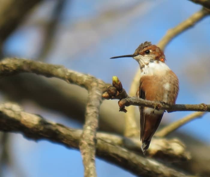 This immature male Rufous spent the winter of 2016-17 in our Covington yard. By the time he left he had molted into his adult plumage.