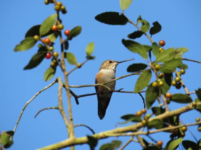 Rufous hummingbirds, such as this female, often spend the winter in Southeastern Louisiana.