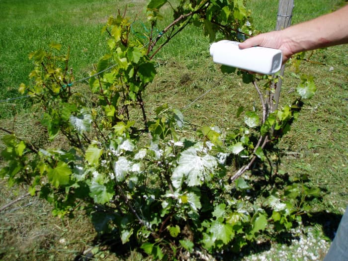 One method of getting rid of Japanese Beetles is to sprinkle baby powder on the grape leaves. Photo by Charlotte Gerber.