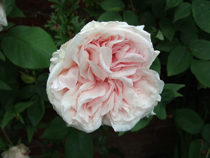 A Rose flower from the Climbing Souvenir de la Malmaison sub-type. This photo is in the public domain.