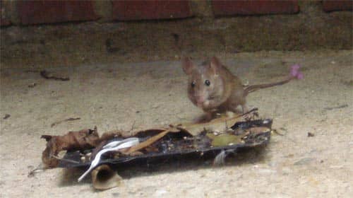 How to Get Rid of Mice In and Around The House? - HubPages