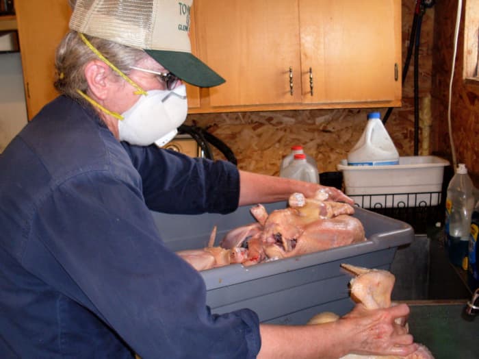 Take a whole tub of chickens at a time, if you can, to the biggest, cleanest sink you have. (Miss Heather is wearing a mask because of seasonal allergies.)