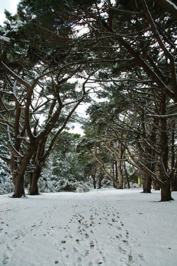 The Guet, (Pine Forest), picture courtesy of http://www.lizkerrphotos.co.uk/galleries/Landscape%20Gallery/index.html
