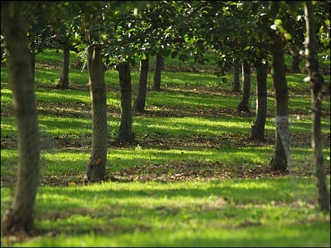 Autumn in Guernsey, picture courtesy of http://www.bbc.co.uk/guernsey/content/image_galleries/autumn_guernsey_gallery.shtml?10