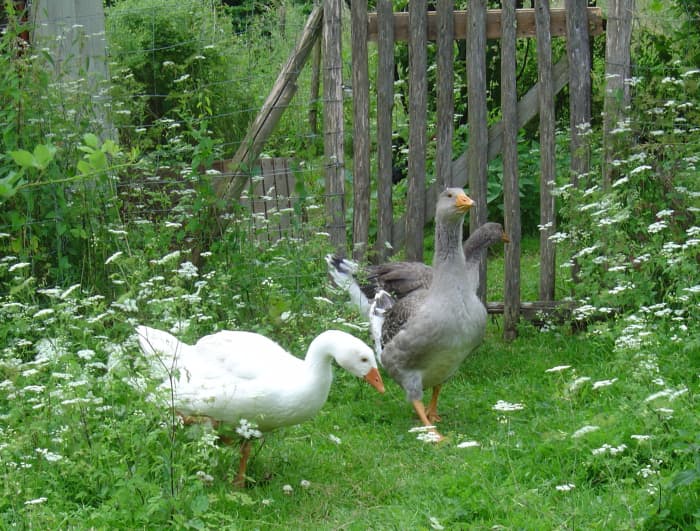 They eat grass but not most weeds, so you may still need to get that lawn mower out for some weeding.