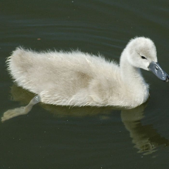 Promoting Critical Literacy with The Ugly Duckling - HubPages