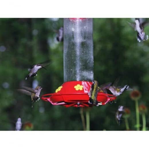 Before Hurricane Katrina, there were thousands on hummingbirds during fall migration in Southeastern Louisiana.