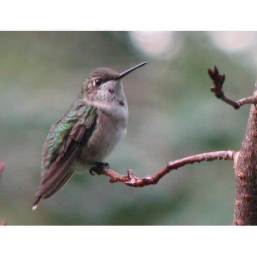 This juvenile male is showing a few red feathers on its throat. By spring he will have a full red gorget.