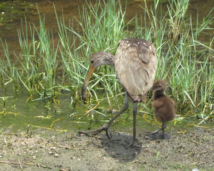 In this photo, you can see the limpkin's feet, suitable for wading in shallow, muddy areas.
