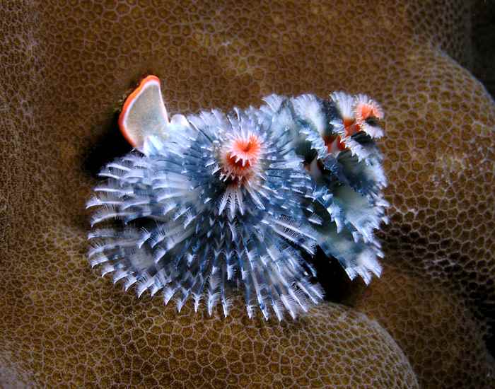 This photo shows clearly that Christmas tree worms are not limited to one color. This worm exhibits blue and orange as well as shades of black and white.
