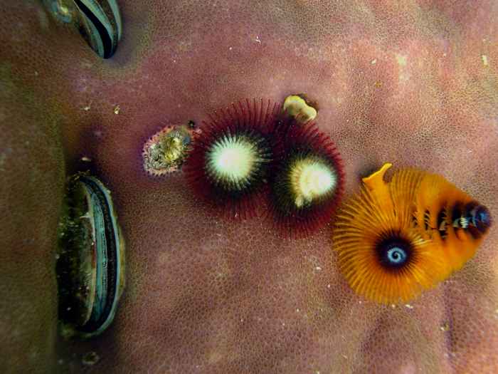 This picture shows the Christmas tree worm, Spirobranchus giganteus, and was captured in Papua New Guinea.