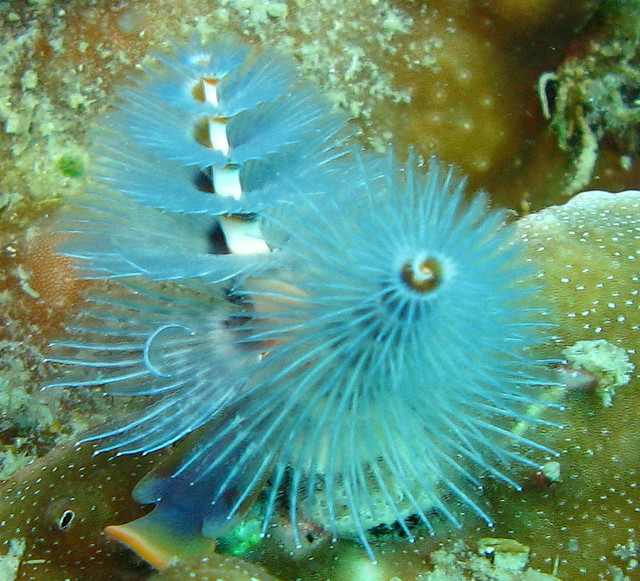 Christmas Tree Worms can be found in shades of red, orange, yellow, blue, brown and white.