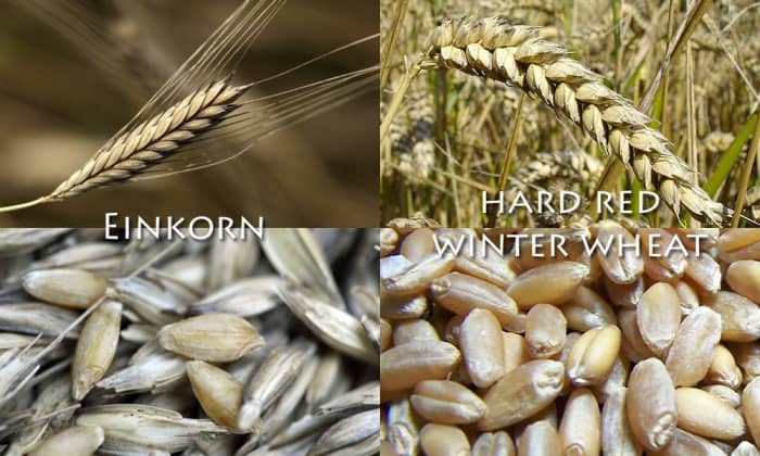 Today's modern wheat is clearly much higher-yielding than yesteryear's einkorn, but the current hybridized form sacrifices many of the nutritional benefits of its ancient ancestor.