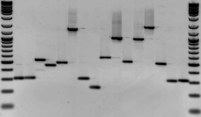 Genetic testing ("DNA Fingerprinting") demonstrated Karen Keegan was not the biological mother to the children she had birthed.