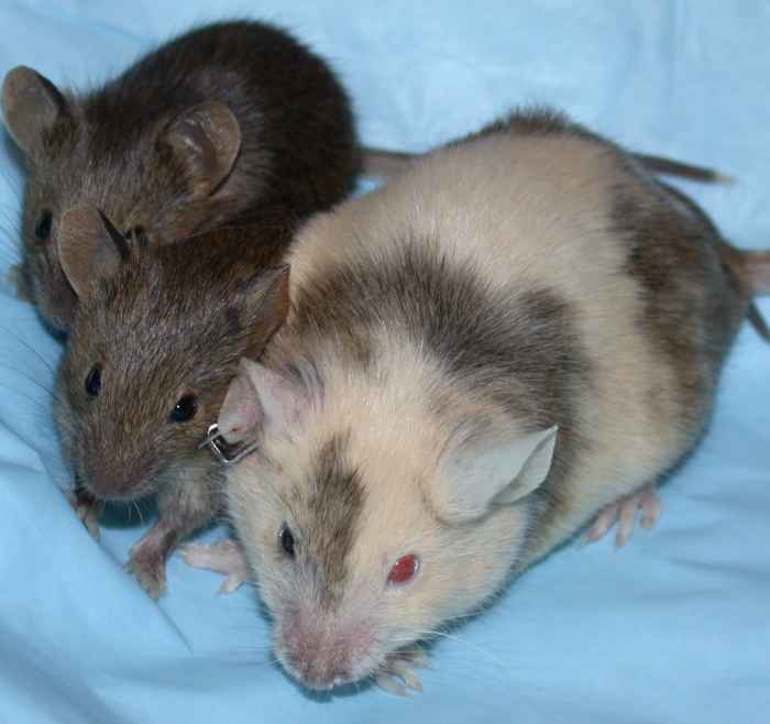 Chimeric mice are often used in laboratory research. The adult chimeric mouse is fertile, but her pups will only carry the genetic material found in her reproductive tract.