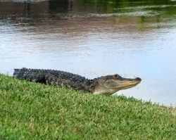 This big fellow was in my neighbor's yard. Impressive, but not as cute as when it was little.