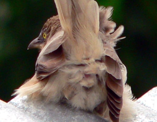 This is the same picture except that it is zoomed in to provide a better view of the cloaca of the babbler