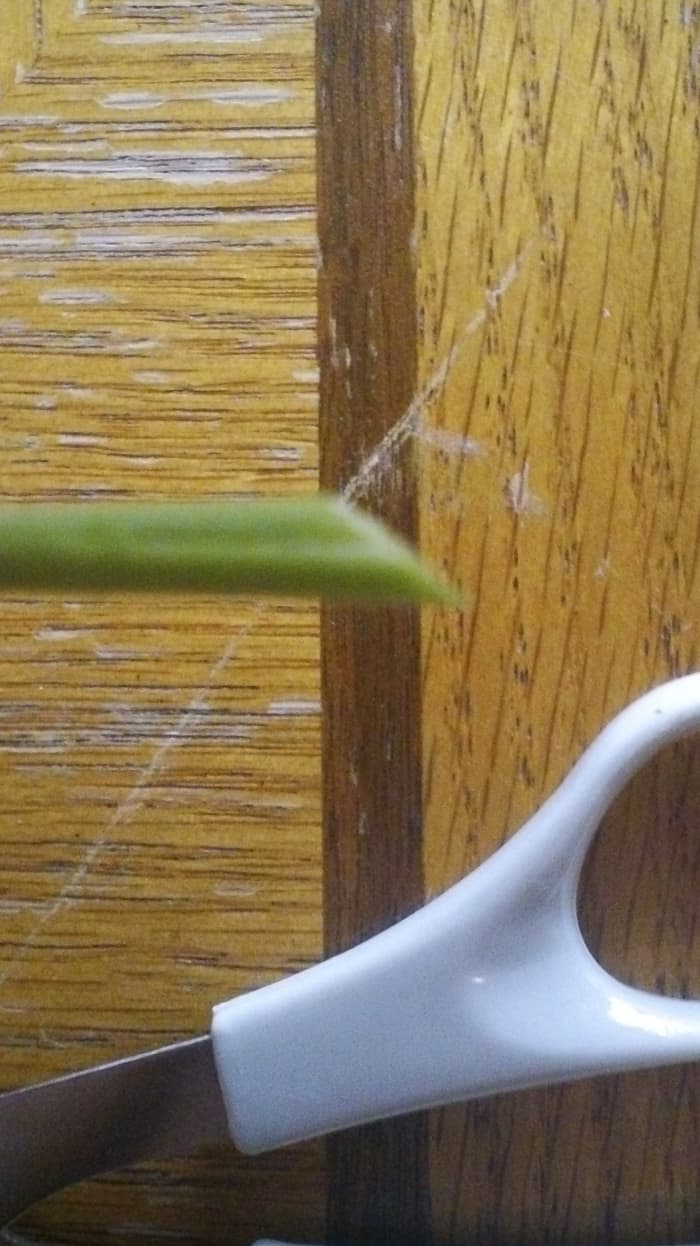 2. Next you're going to want to snip the center of the cut-ling stem, but not cutting more than half an inch upward. However, I've found the longer your cut-ling stem, the longer you may want to make your snippet(s) cut.