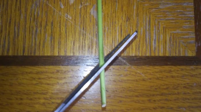 1. We're going to want to cut off your clone from the mother plant by a 45 degree angle. From my experience it doesn't matter how long from a branch or how short, but the entire height of your cut-ling should be at least 3.5 inches.