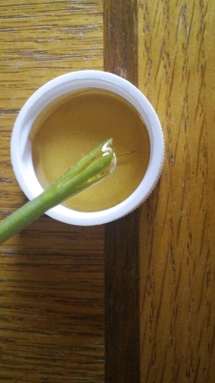 4. Dip the chew stick looking part of the stem into honey, covering the entire area that's been cut. Then simply place the stem into your prepared median (soil, water, rock-wool, etc) making sure the entire dipped part is now into your median.